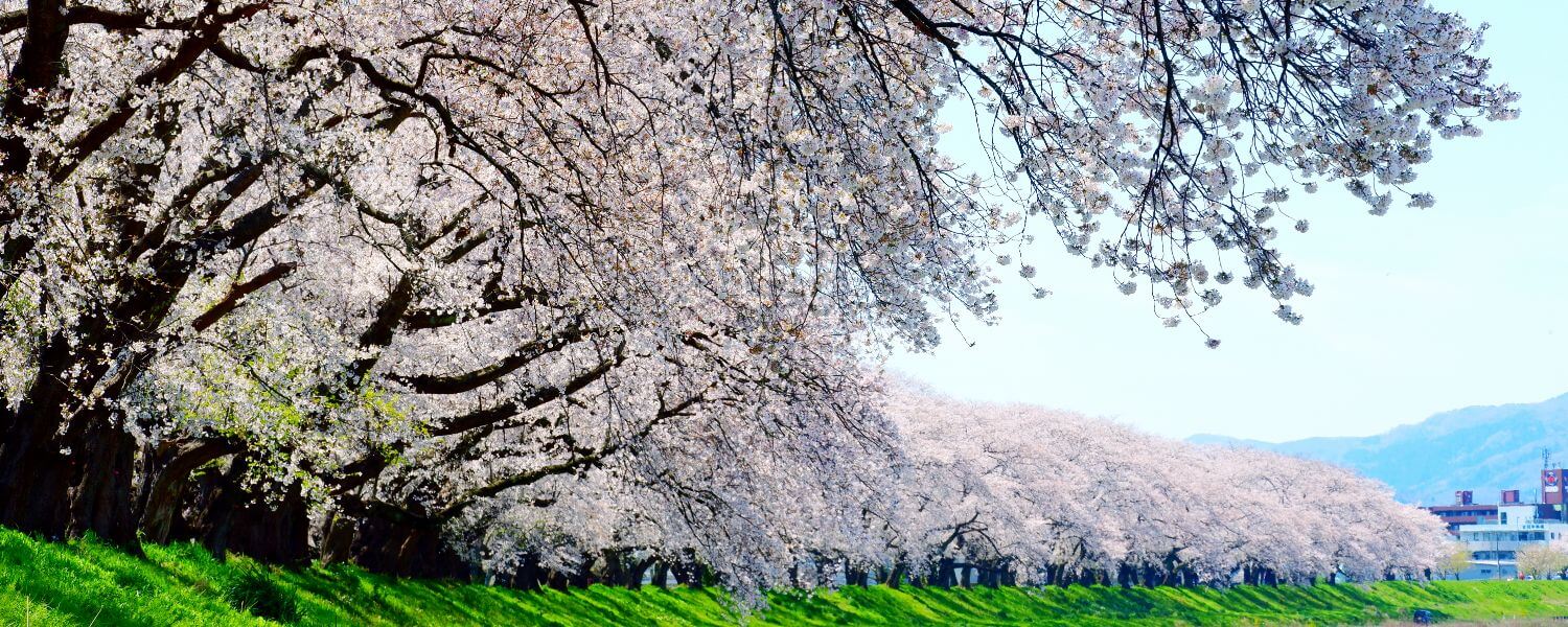 足羽川堤防の桜並木満開