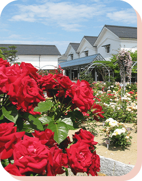 Ayabe Rose Garden