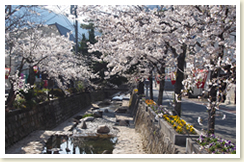 紺屋川美観地区