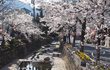 紺屋川美観地区