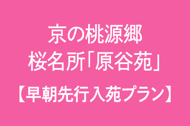 京の桃源郷 桜名所「原谷苑」早期先行入苑プラン