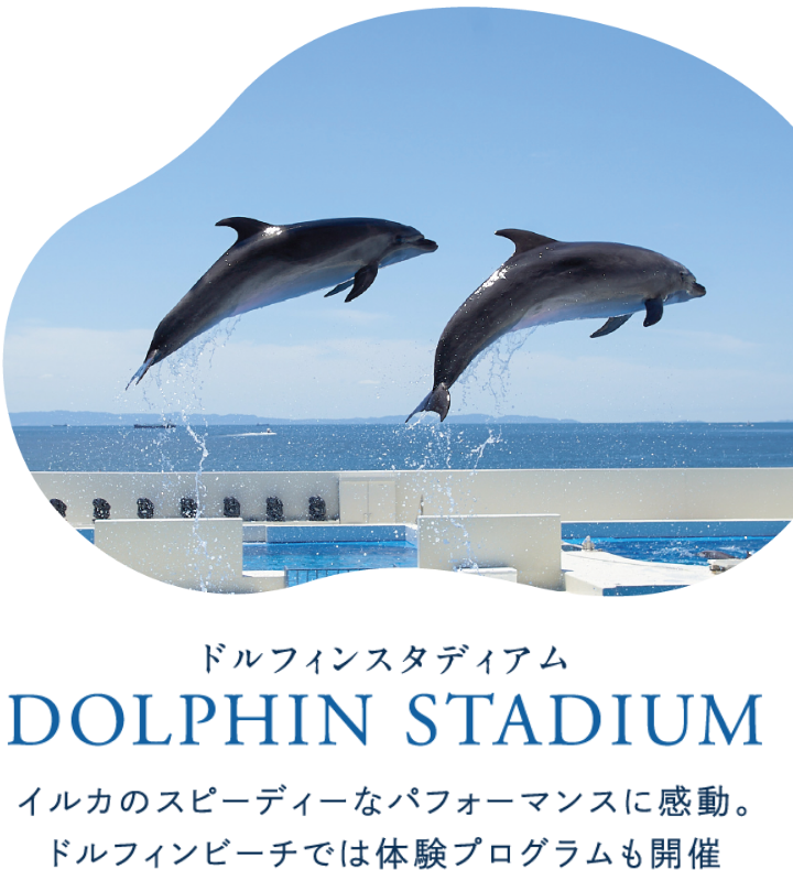ドルフィンスタディアム DOLPHIN STADIUM イルカのスピーディーなパフォーマンスに感動。ドルフィンビーチでは体験プログラムも開催