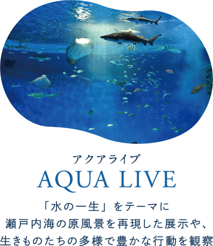 アクアライブ AQUA LIVE 「水の一生」をテーマに瀬戸内海の原風景を再現した展示や、生きものたちの多様で豊かな行動を観察
