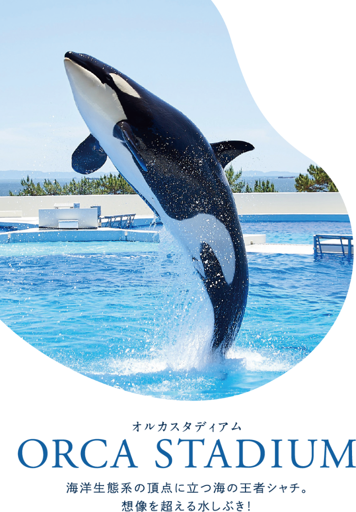 オルカスタディアム ORCA STADIUM 海洋生態系の頂点に立つ海の王者シャチ。想像を超える水しぶき！